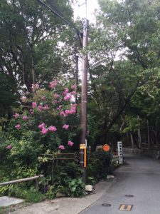 毘沙門花